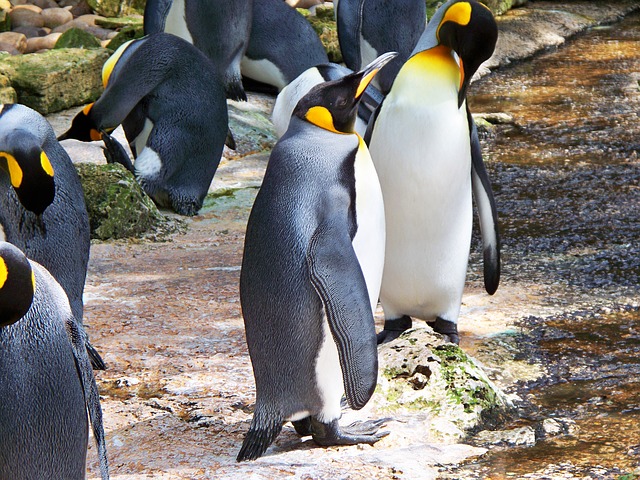 Daily Inbound Marketing Mashup: Panda 4.0 Review king penguin 326746 640 Daily Inbound Marketing Mashup: Panda 4.0 Review