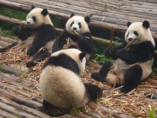 Daily Inbound Marketing Mashup: Panda 4.0 Review panda 317980 640 Daily Inbound Marketing Mashup: Panda 4.0 Review